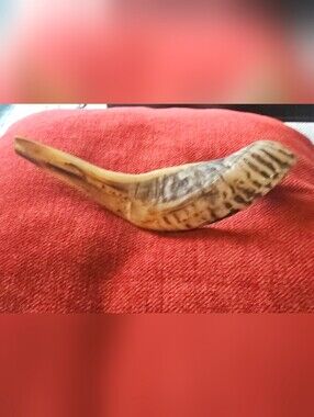 NATURAL RAM HORN FROM AFRICA